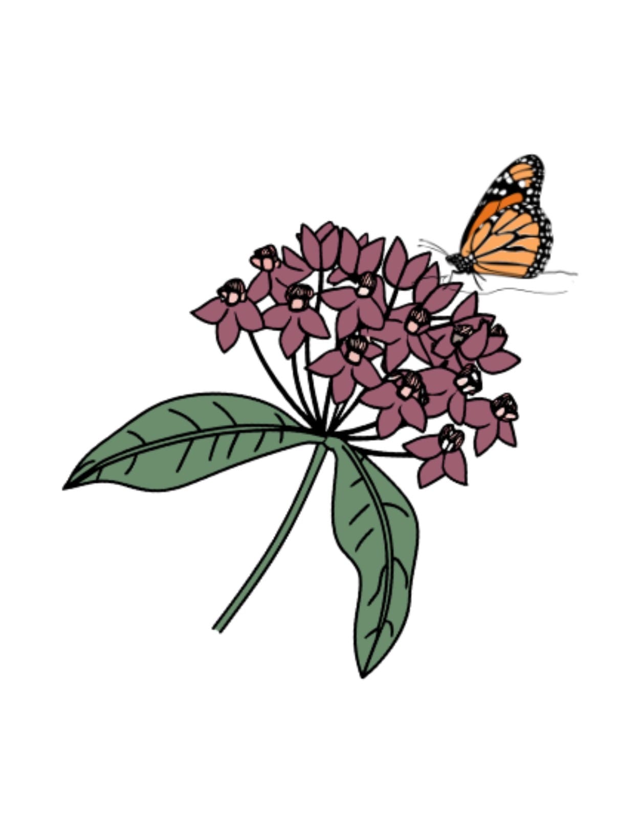 Introducing Milkweed Foundation